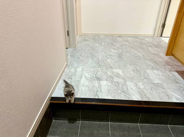 玄関で止まった猫　生後１か月の行動に「泣ける」「最大の試練きた」