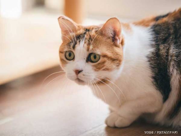 認知症の祖母に面会したら…　ひと言に「泣いた」「そういう存在になりたい」