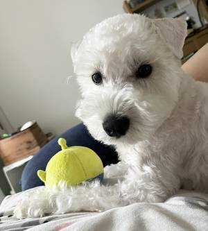 犬の散歩中、話しかけてきた高齢者　まさかの一言に「思わず吹いた」「最高かよ」