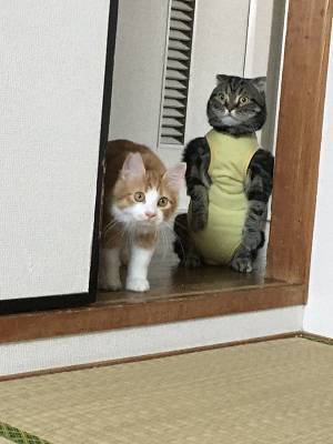 術後服を着せられた猫　予想外の姿に「ごめん茶吹いた」「優勝確定」