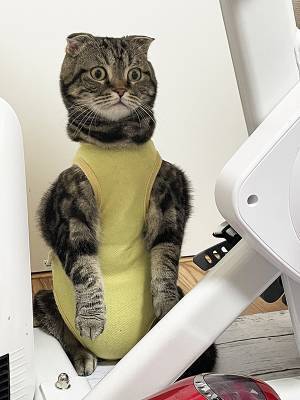 術後服を着せられた猫　予想外の姿に「ごめん茶吹いた」「優勝確定」