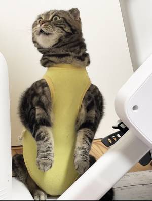 術後服を着せられた猫　予想外の姿に「ごめん茶吹いた」「優勝確定」