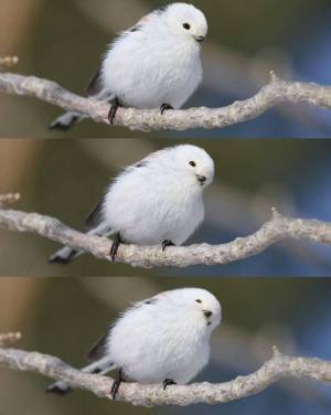 かわいいと自覚している…　シマエナガの３ショットに「これは確信犯」