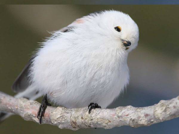 かわいいと自覚している…　シマエナガの３ショットに「これは確信犯」