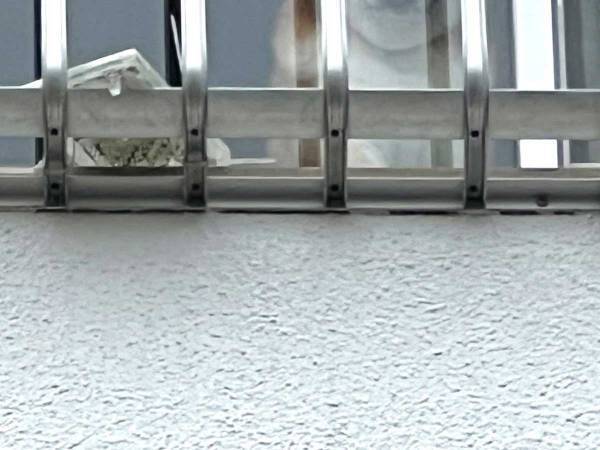 ゴミ捨てに行こうと思ったら…　『視線』に「笑いました」「お疲れ様です」