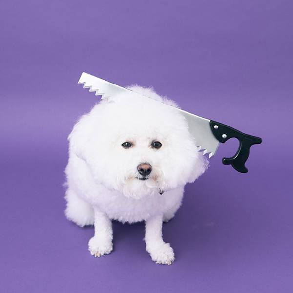 仮装をした犬　表情に「じわじわくる」「絶妙なチョイス」