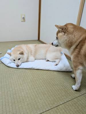 シーツの争奪戦に負けた柴犬　落ち込む姿に「切ない」「残念そうでかわいい」