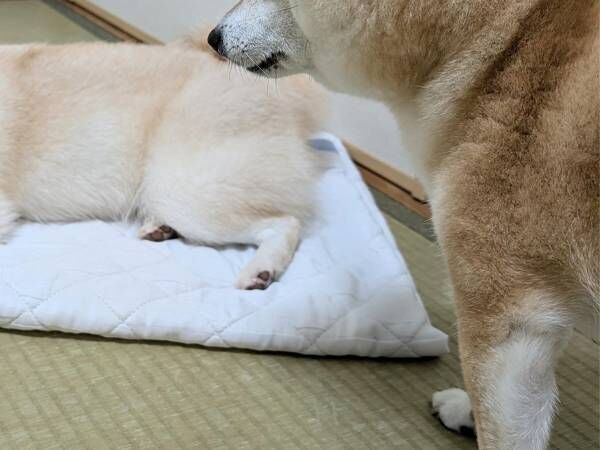 シーツの争奪戦に負けた柴犬　落ち込む姿に「切ない」「残念そうでかわいい」