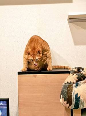 舌をなめずる猫　飼い主のコメントに「お気を付けて…」