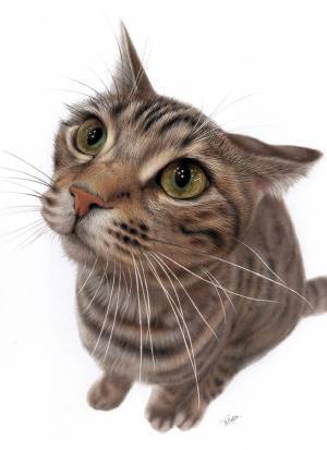 ネットに公開された『猫の画像』　よく見ると…「ウソでしょ」「信じられない」