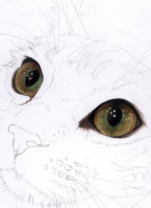 ネットに公開された『猫の画像』　よく見ると…「ウソでしょ」「信じられない」