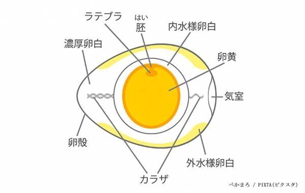 卵のイラスト画像