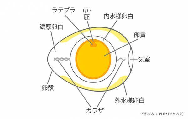 卵の保存、尖った方は上向き？下向き？　日本養鶏協会に聞いた『正解』は…