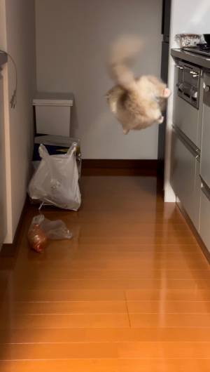 猫が跳ぶ瞬間をとらえた、奇跡の映像　飼い主も驚く、内容とは？