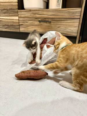 床に転がった１個のサツマイモ　狙っていたのは…「すごい躍動感！」「大興奮」