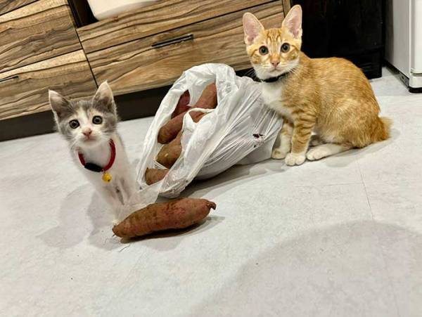 床に転がった１個のサツマイモ　狙っていたのは…「すごい躍動感！」「大興奮」