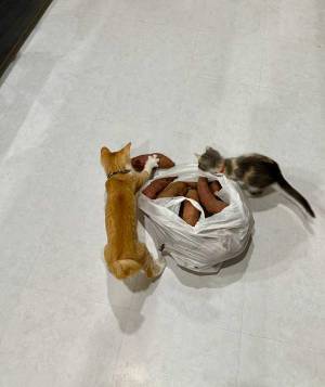 床に転がった１個のサツマイモ　狙っていたのは…「すごい躍動感！」「大興奮」