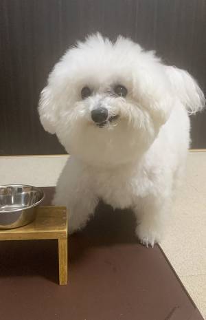 ご馳走を食べた犬　口元が…　「笑った」「余裕の表情」