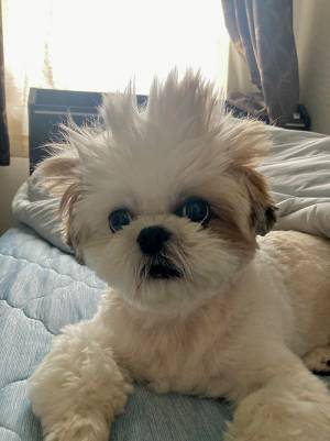 とんでもない寝癖がついた犬　その姿に「笑いが止まらない」「もはや芸術」