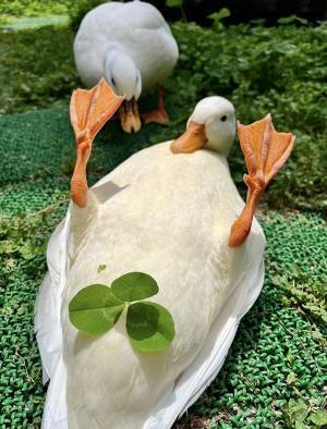 アヒルの『ビフォーアフター』に二度見　「立派になって」「ポーズで吹いた」