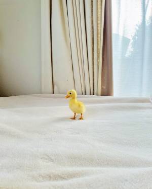 アヒルの『ビフォーアフター』に二度見　「立派になって」「ポーズで吹いた」