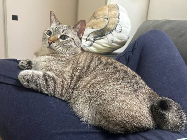 白い子猫だったのに…？　１年の『ビフォーアフター』に「こんなに変わるの」