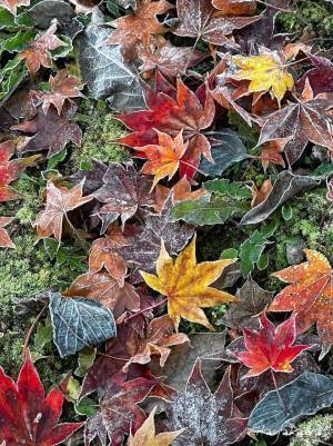 マイナス３.９度の世界…　写真に「なんてキレイ」「神秘的」