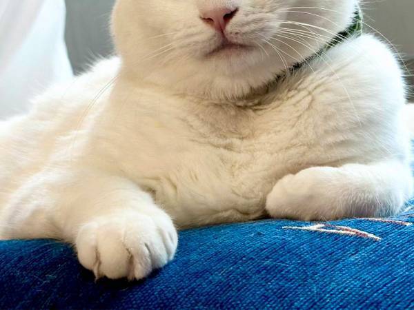 リボンと抜け毛を使って…？　白猫のそっくりすぎるコスプレに、１１万人がメロメロ