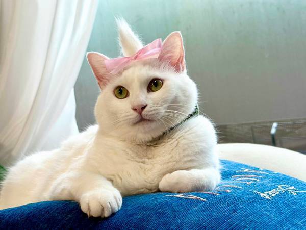 リボンと抜け毛を使って…？　白猫のそっくりすぎるコスプレに、１１万人がメロメロ