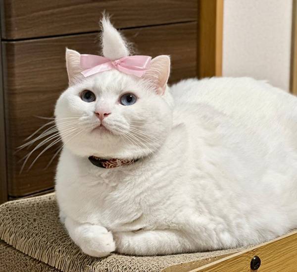 リボンと抜け毛を使って…？　白猫のそっくりすぎるコスプレに、１１万人がメロメロ