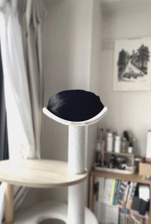 黒くてつやつやしてる生き物　写真に「生物を超越してる」