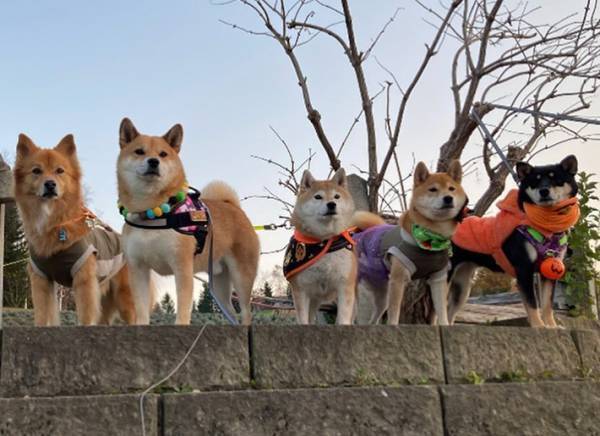 仮装をして集まった５匹の柴犬　あまりに『戦隊ヒーロー』すぎる姿が、こちら