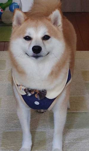 散歩の準備が遅い飼い主　ふと愛犬のほうを見ると…「最高」「大人の余裕」