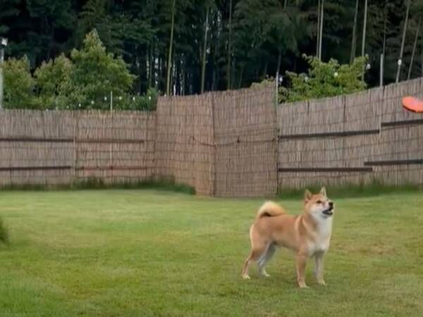 フリスビーを練習する柴犬　３秒の動画に「期待を裏切らない」「柴犬らしい」