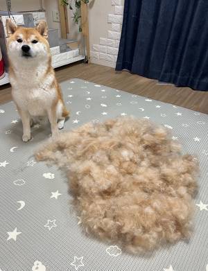 「今年も豊作でした！」　足元に目をやると…「前世は羊だったのかな」