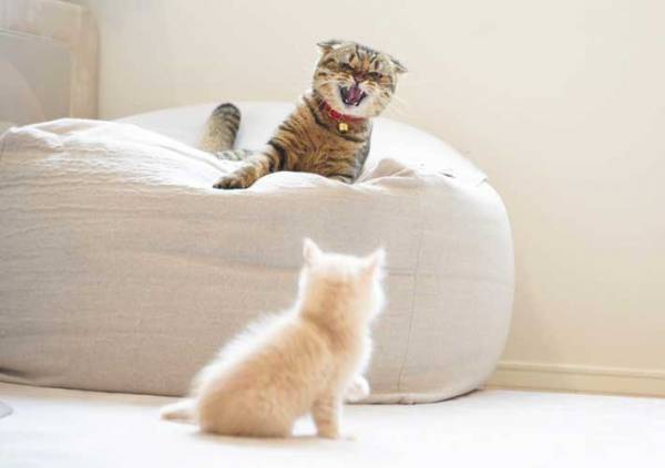 『ラスボス』に勝負を挑む子猫　「頑張れ！」と応援したくなる姿が？