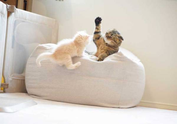 『ラスボス』に勝負を挑む子猫　「頑張れ！」と応援したくなる姿が？