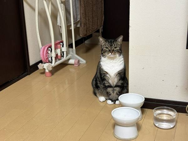 「昭和の親父か？」「か、顔ー！」　朝ご飯を待つ猫を見ると？