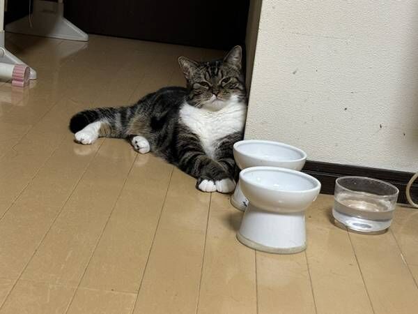 猫の写真