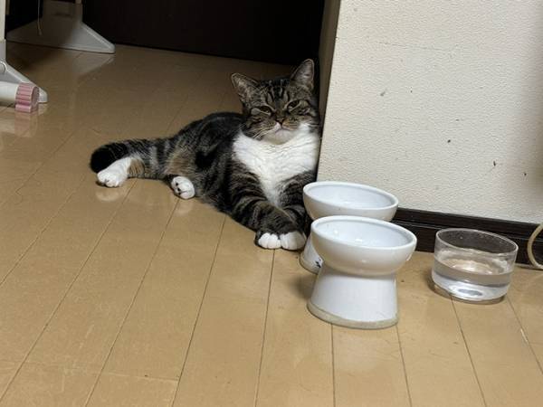 「昭和の親父か？」「か、顔ー！」　朝ご飯を待つ猫を見ると？