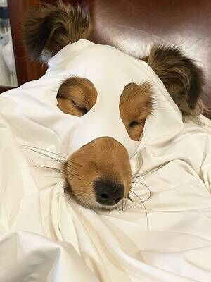 犬の写真