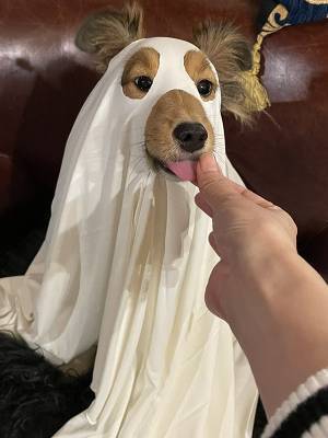 準備で疲れたハロウィンのお化け　正体に「声出た」「これなら大歓迎」