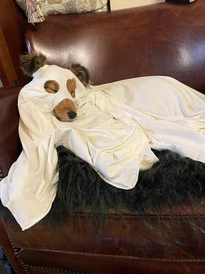 準備で疲れたハロウィンのお化け　正体に「声出た」「これなら大歓迎」