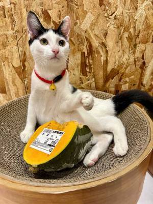 飼い主「これが精一杯ですわ！！」　ハロウィンの１枚に「予想の斜め上」