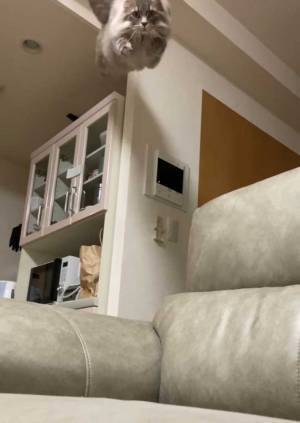 『奇跡の１枚』に１８万人が注目　こちらに向かってくるのは…「朝から笑った」