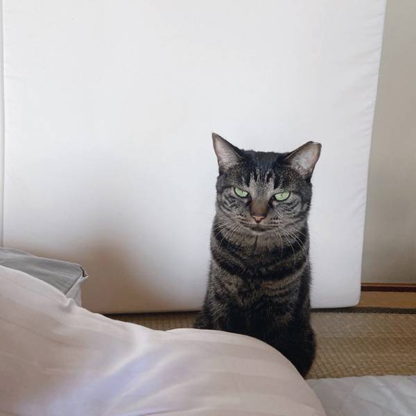 飼い主「おめでとう！」　誕生日を祝福される愛猫、表情に「思わず吹いた」