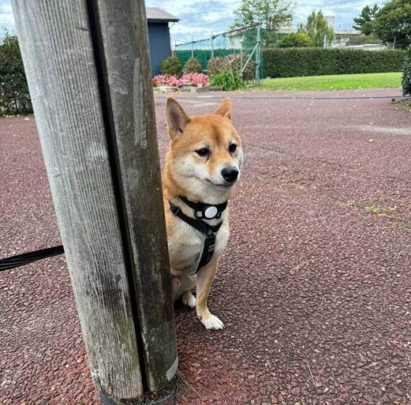 散歩をしていたらほかの犬から「ワン！」　柴犬の表情に「笑った」「頑張れー」