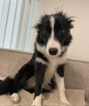 飼い主「あまりにも寝起きすぎる」　犬の写真に「じわじわくる」「爆笑」