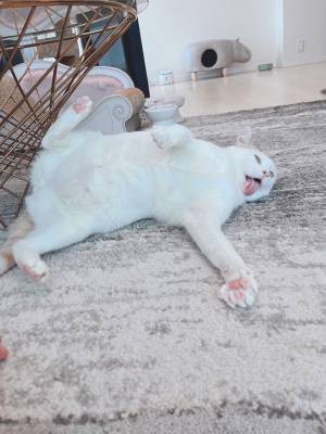 警戒心があったとは思えない猫　切り替えの早すぎる姿が、こちら