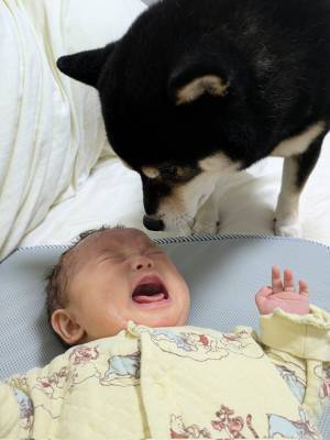 泣き出す赤ちゃんに、柴犬が？　写真に「うぅ、尊い」「優しいお兄ちゃん」